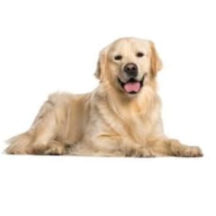 Golden Retriever Dog Snap Charm 20mm for Snap Charm Jewelry - Snap Jewelry