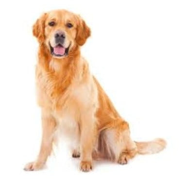 Golden Retriever Dog Snap Charm 20mm for Snap Charm Jewelry - Snap Jewelry