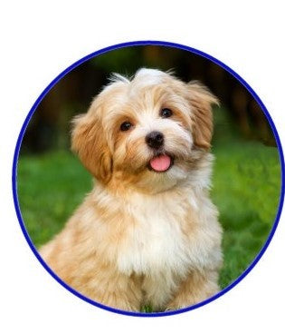 Havanese Dog Snap 20mm Snap