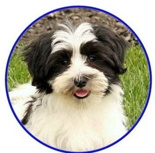 Havanese Dog Snap Charm 20mm