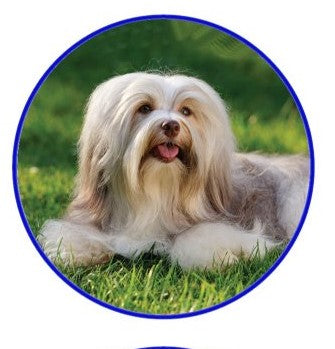 Havanese Dog Snap Charm 20mm
