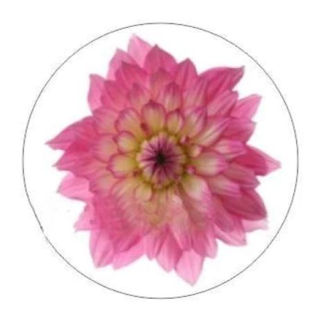 Pink Flower 20mm for Snap Charm Jewelry - Snap Jewelry