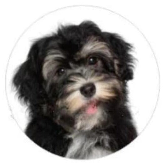 Shih Tzu Dog Snap 18mm - Snap Jewelry