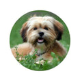 Dog with a happy expression sitting in grass
