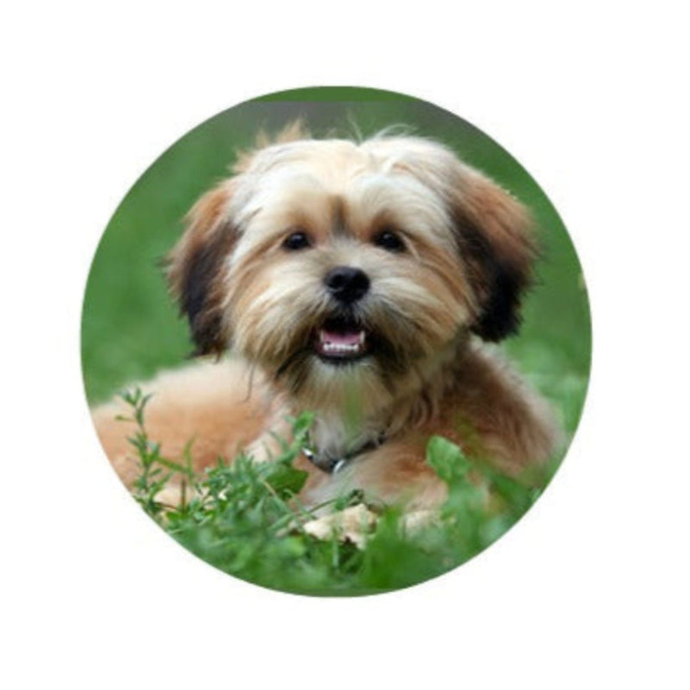 Dog with a happy expression sitting in grass