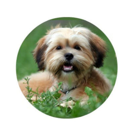 Dog with a happy expression sitting in grass