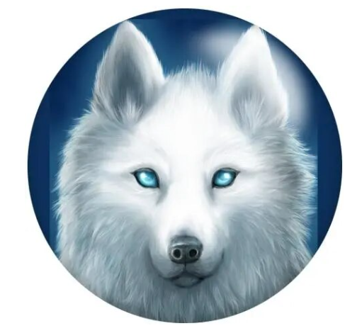 White Wolf Head Blue Background 20mm Snap