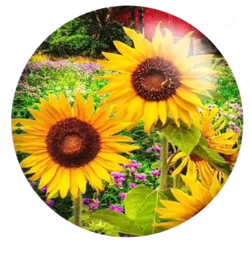 Sunflower Garden 20mm Snap Charm for Snap Jewelry