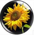 Sunflower with Black Background 20mm Snap Charm for Snap Charm Jewerly