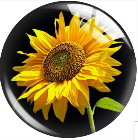 Sunflower with Black Background 20mm Snap Charm for Snap Charm Jewerly