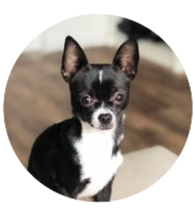 Black and White Chihuahua Dog Snap Charm