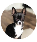 Black and White Chihuahua Dog Snap Charm