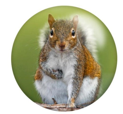 Acrylic Squirrel Snap Charm 20mm