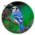 Blue Jay Bird Snap 20mm and 12mm Minis for Snap Jewelry - 20mm - Snap Jewelry