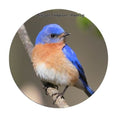 Bluebird Snap Charm 20mm and 12mm MINI Snaps for Snap Jewelry - 20mm - Snap Jewelry
