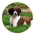 Brittney Spaniel Dog Snap Charm 20mm - Snap Jewelry