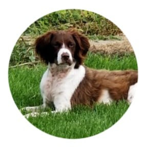 Brittney Spaniel Dog Snap Charm 20mm - Snap Jewelry