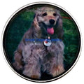 Cocker Spaniel Dog Snap 20mm for Snap Charm Jewelry - Snap Jewelry