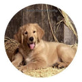 Golden Retriever Dog Snap 20mm - Snap Jewelry