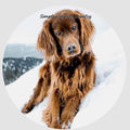 Irish Setter Dog Snap Charm 20mm - Snap Jewelry