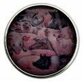 Pig Snap Charm 20mm for Snap Jewelry - Snap Jewelry