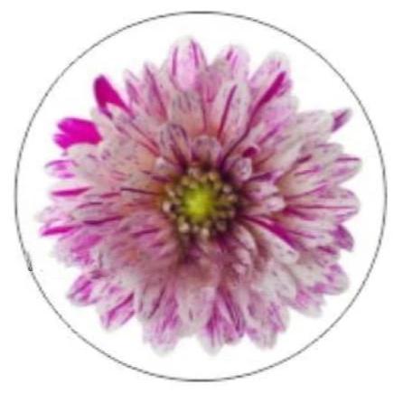 Pink Flower 20mm for Snap Charm Jewelry - Snap Jewelry