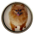 Pomeranian Dog Snap Charm 20mm - Snap Jewelry