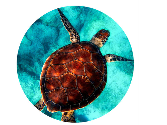 Sea Turtle Ocean Snap Charm 20mm or 12mm