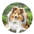 Sheltie Dog Snap Charm 20mm - Snap Jewelry