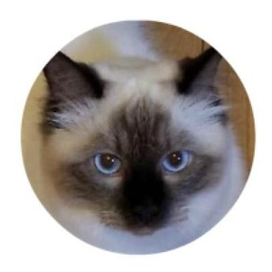 Siamese Cat Charm 20mm and 12mm MINI Snaps for Snap Jewelry - 20mm - Snap Jewelry